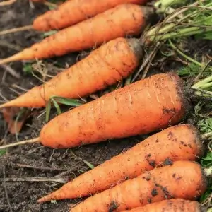 Wholesale Carrot Kuroda Japanese Heirloom Carrot