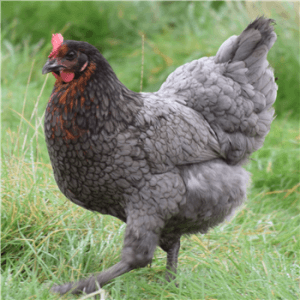 Bluebells Chicken Hen POL