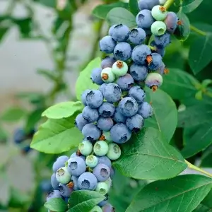 Blueberry Bush Blueberry Fruiting Dixi 9cm Pot Grown Plant