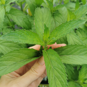Yakima Chewing Gum Mint Plant