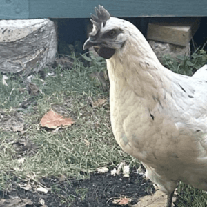 Zombie Hatching Eggs
