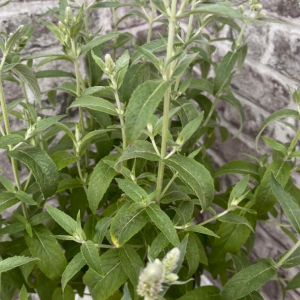 Asian Mint Plant