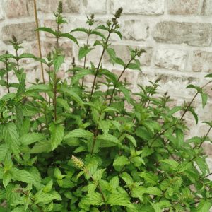 After Eight Mint Plant