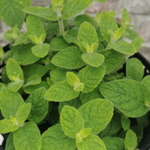 Atlas Mountain Mint Plant