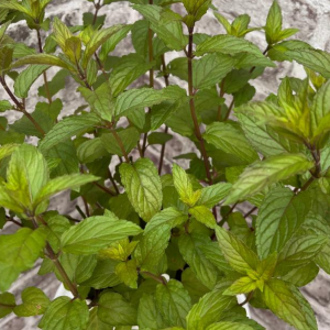 Black Mitchum Mint Plant
